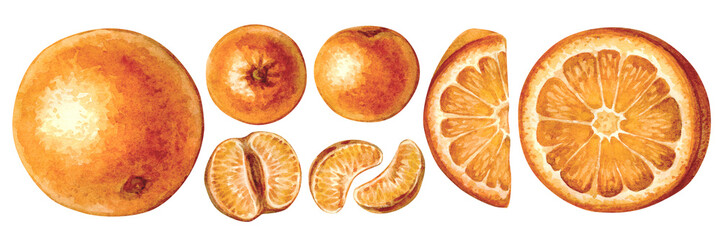 Fototapeta premium Large set of watercolor illustrations with oranges and tangerines isolated on white background. Bright fruit collection.