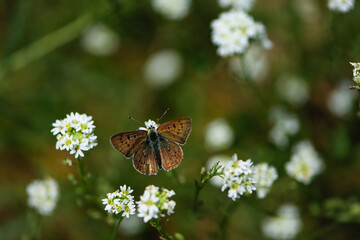 the butterfly sits on small white wildflowers. orange butterfly with open wings on white meadow flowers. macro photo of nature, bokeh, close-up, view from above, natural background