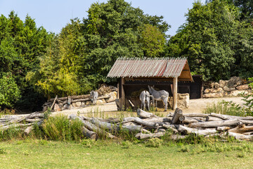 Obraz premium Animals in their reconstructed natural habitat