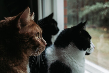 Cats looking out of the window