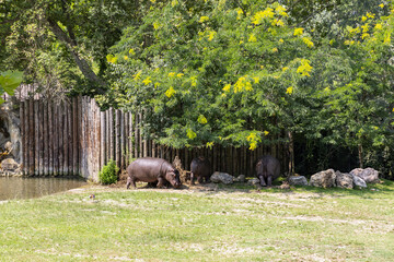 Animals in their reconstructed natural habitat