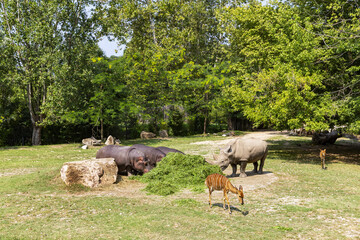 Animals in their reconstructed natural habitat