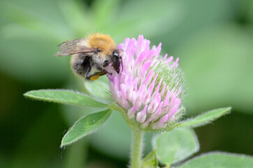 Bee on a purple flower, Close-up