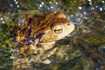 Common or European toad brown colored in latin bufo bufo