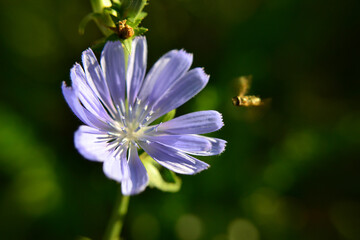 Fototapeta premium Blue flower with insects, close up