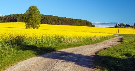 rapeseed field canola or colza in latin brassica napus