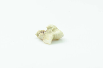 Fototapeta na wymiar A cat's tooth fell out from a dental chamber on a white background