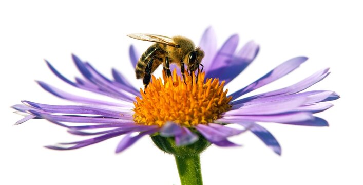 bee or honeybee on flower isolated on white