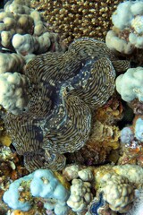 giant clam
