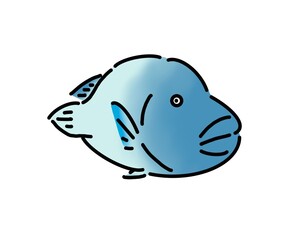 メガネモチノウオ　ナポレオンフィッシュ