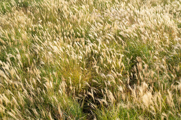 바람부는 억새풀 밭