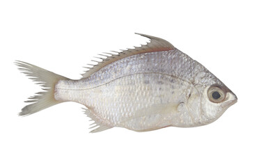 Whipfin silver-biddy fish isolated on white background, Gerres filamentosa