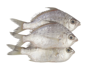 Whipfin silver-biddy fishes isolated on white.