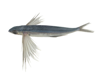 Tropical flying fish isolated on white background