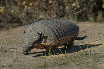 Hairy Armadillo, in desert environment, Peninsula Valdes, Patagonia, Argentina