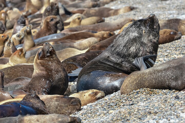 Male Sea Lion , Patagonia, Argentina