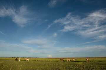 Fototapeta premium Horse silhouette at sunset, in the coutryside, La Pampa, Argentina.