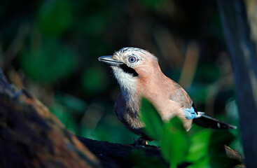 Eurasian jay searching for food in the woods