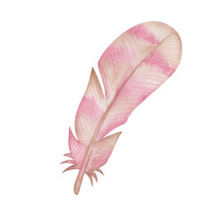Watercolor illustration of hand painted pink and brown bird's feather with stripes. Isolated on white wild bird quill. Design clip art element in boho style for wedding invitation, greeting love card