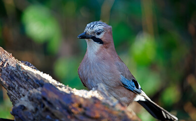 Eurasian jay searching for food in the woods
