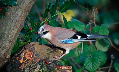 Eurasian jay searching for food in the woods