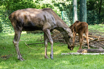 European Moose, Alces alces, also known as the elk