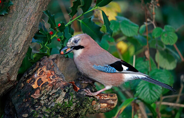 Eurasian jay searching for food in the woods
