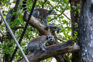 The ring-tailed lemur,Lemur catta with white ringed tail is the most known lemur