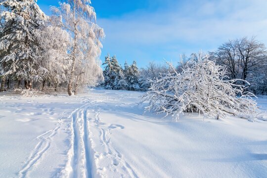 Winter forest Background. winter forest scenery. Scenic image of tree. Frosty day, calm wintry scene. Ski resort. Great picture of wild area