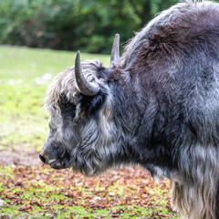 The domestic Yak, Bos mutus grunniens in a park