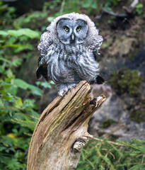 Owl ruffling its feathers