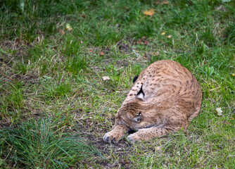 Sleeping lynx.