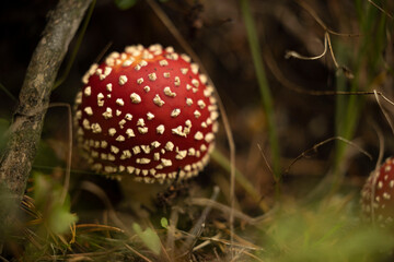 Amanita muscaria