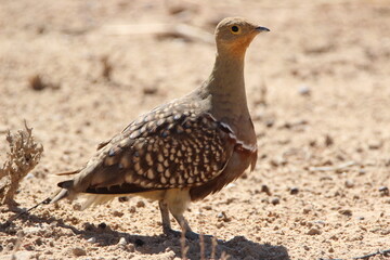 Namaqua Sandgrouse in the Kgalagadi