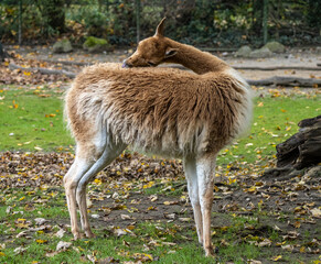 Vicunas, Vicugna Vicugna, relatives of the llama