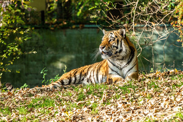 The Siberian tiger,Panthera tigris altaica in the zoo
