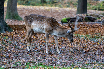 The fallow deer, Dama mesopotamica is a ruminant mammal