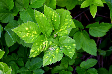 The diseased leaf of the herbaceous plant snyt ordinary (Latin Aegopódium podagrária) close-up with convex light spots. Diseases or pests of plants