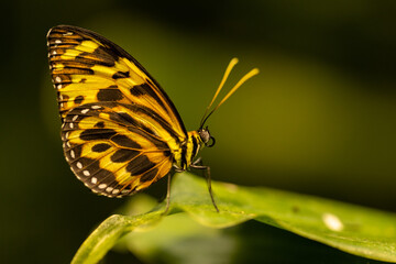 Obraz premium Butterfly perching atop a leaf