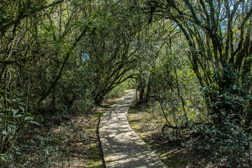 Obraz premium path in the forest