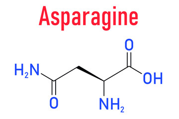 Asparagine or L-asparagine, 2-Amino-3-carbamoylpropanoic, Asn, N, amino acid molecule. Skeletal formula.