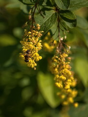 yellow flowers in the garden