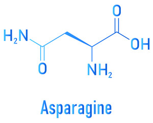 Asparagine or L-asparagine, 2-Amino-3-carbamoylpropanoic, Asn, N, amino acid molecule. Skeletal formula.