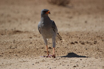 Pale Chanting Goshawk with Kalahari Worm Lizard prey, Kgalagadi