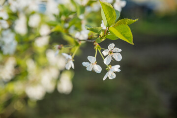 Fruit tree twigs with blooming white and pink petal flowers in spring garden.natural background, summer background, young foliage, apple orchard, apple trees in bloom