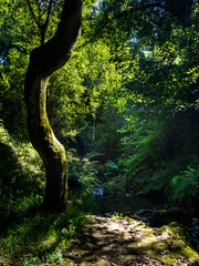 imagen de naturaleza con un árbol mirando a la naturaleza