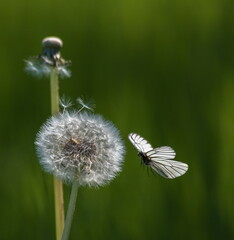 butterfly on flower dandelion 