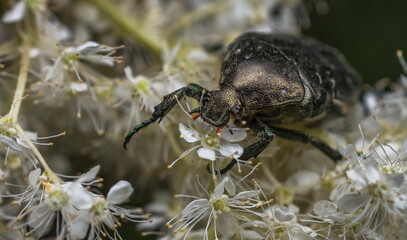 beetle on a green leaf, close-up 