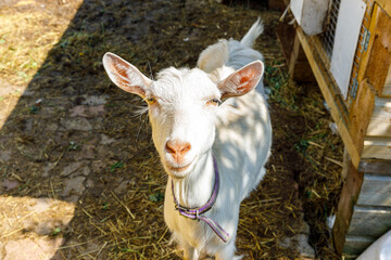 Cute free range goatling on organic natural eco animal farm freely grazing in yard on ranch background. Domestic goat graze in pasture. Modern animal livestock, ecological farming. Animal rights