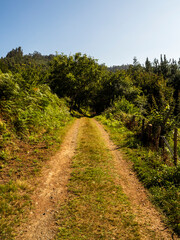 Fototapeta na wymiar imagen de un camino de tierra entre la vegetación, todo verde, con el cielo azul y un árbol al final del camino 